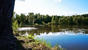 Зеленоград. Пополнение в семействе черных лебедей!