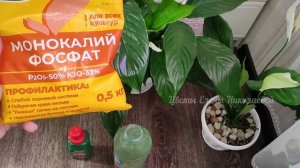 ВОЛШЕБНЫЙ ЭЛИКСИР для СПАТИФИЛЛУМА и даже чахлый цветок оживет, позеленеет и зацветет!