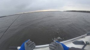 Белоярское водохранилище судак в конце сентября