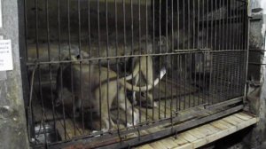 Лев и Львица