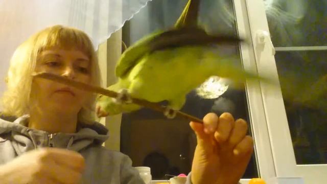 Ожереловый Попугай дрессировка смотреть онлайн