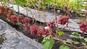 Ландыш, Чернява Дивчина, Богема, Мускат Дубовский , Воплощение - обзор винограда!!!