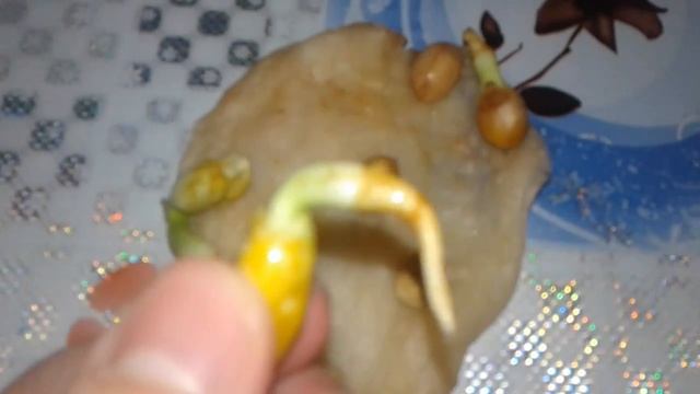 Пророщённый арахис на вате - срок 5 дней! смотреть онлайн