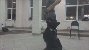 Ризеншнауцер Ургут. Занятие по дрессировке (ОКД): команда Рядом. Тольятти, 7 ноября 2017.