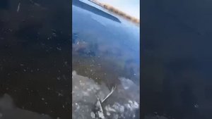 вот такие щуки у нас в Славянске на Кубани.