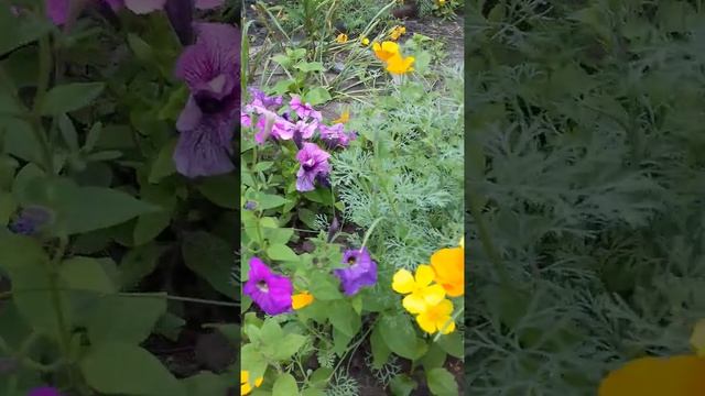 ЛЕТО! ДАЧА. ЦВЕТЕНИЕ ПЕТУНИИ! СРАВНИВАЕМ КАК РАСТУТ ЦВЕТЫ ПОСАЖЕННЫЕ ИЗ СЕМЯН И РАССАДОЙ! смотреть онлайн