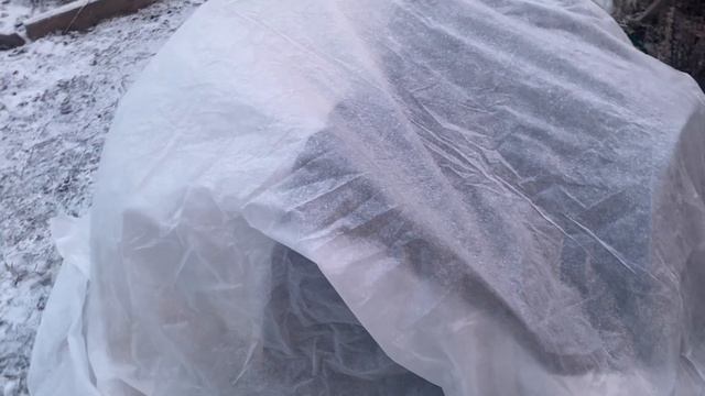 Почти зима, а я укрываю розы смотреть онлайн