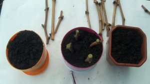 Осенняя посадка чубуков винограда, необычная посадка.