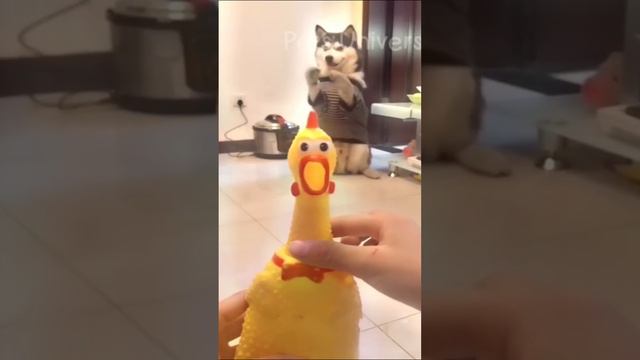 Ставь ЛАЙК если любишь котиков 💔😂 смотреть онлайн