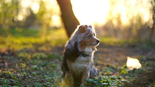Душа-спутник смотреть онлайн