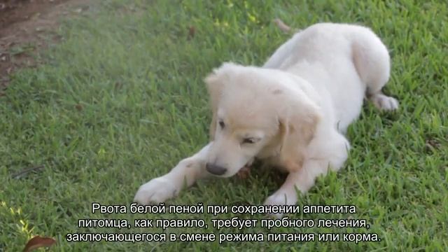 Кошку рвёт после еды – что делать? смотреть онлайн