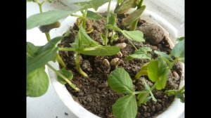 РАЗВИТИЕ РАСТЕНИЯ ИЗ СЕМЕНИ