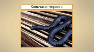 Земноводные  Отличие земноводных от других животных