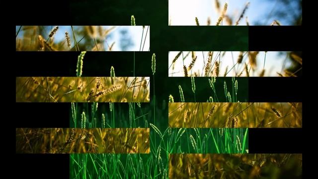 СЕТАРИЯ,  или  ЩЕТИННИК  (SETARIA)  сем. Злаки смотреть онлайн