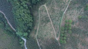 Ферма выращивания фундука в Турции