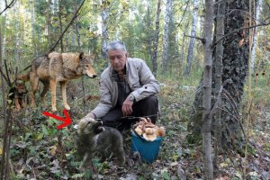 Волк встал перед испуганным дедом и взглядом просил помощи | Таежная история
