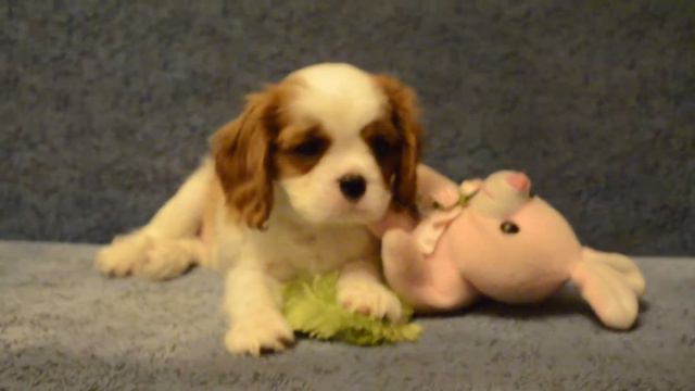 кавалер-кинг-чарльз-спаниель смотреть онлайн