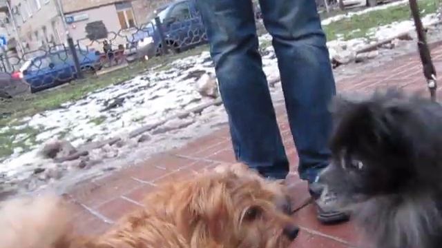 Дворняжка с примесью чихуахуа смотреть онлайн