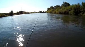 Воблер Megabass Baby Griffon Zero р.Мокша голавлик на проводке Upstream.