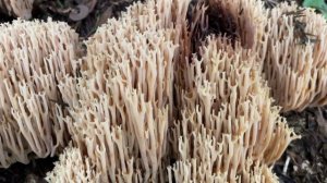 Upright coral fungus (Ramaria stricta) - November 2022