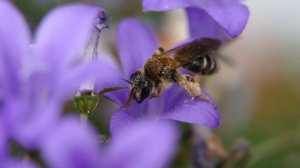 Wildbienen Deutschland: Die Braunschuppige Glockenblumen Sandbiene Andrena curvungula