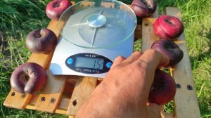 Инжырный нектарин Донат/Donut