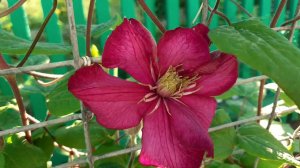 24 июня.  Как живет деревня . Приглашаю вас посмотреть.  Дела домашние и огородные Заходите в гости.