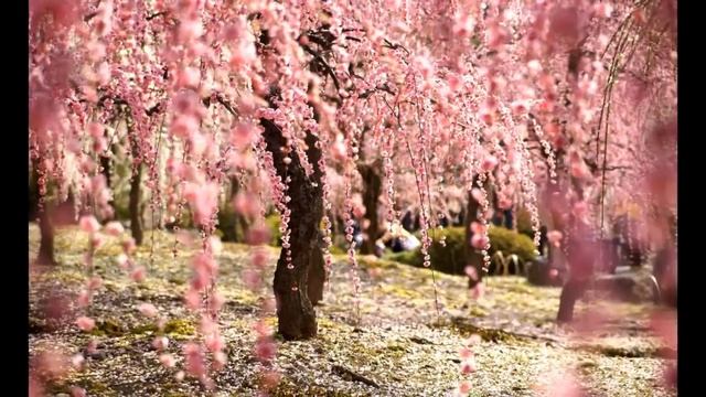 Сакура, как растет и цветет смотреть онлайн