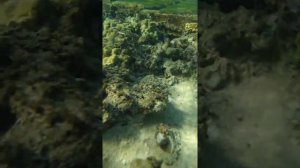 Шарм Эль шейх "Лабранда Тауэр Бэй" риф)))