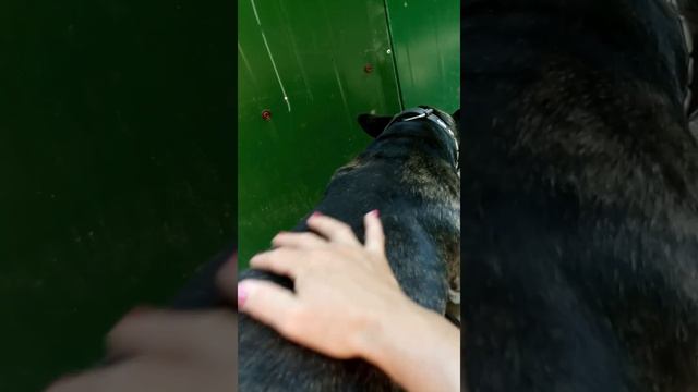 Любимый Джеррик. Всегда будем помнить (02.07.2008 - 08.08.2022, 14 лет) смотреть онлайн