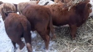 Кормим бычков скошенным овсом