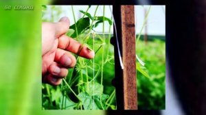 МИНУТКА ПРИРОДЫ Арбузные огурцы