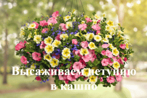 Как всаживать петунию в кашпо. Высаживаем рассаду петунии в кашпо