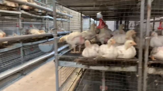 Выращивание 500 шт. бройлера у себя на участке, бизнес на бройлере, все о бройлере.