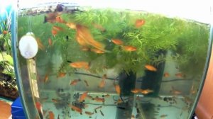 Меченосец. Содержание разведение и уход.