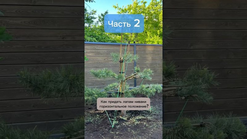 Как придать лапам ниваки горизонтальное положение. Часть 2. #бонсай #ниваки #хвойные #сад #bonsai