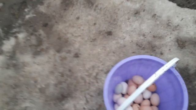 Голубые яйца Араукана