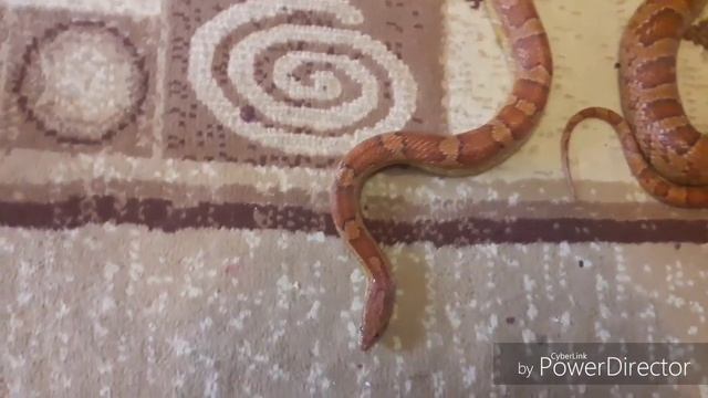 ?Мой маисовый полоз.Самочка.7 лет смотреть онлайн