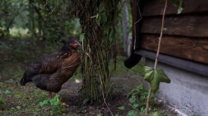 Паста из болгарского перца Азербайджанская Кухня Деревенская Кухня Рецепты