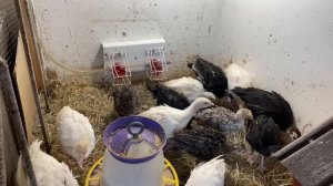Индюшата Содержание Кормление Индюшата превращаются в Индюков