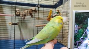 "Риччи хорошая птичка!"? Говорит попугай || Урок для обучения попугая № 1 часть 2