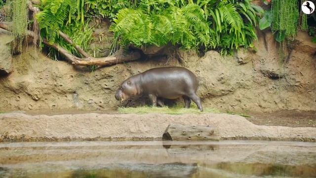 Hippos | African Savanna #6 🦛| Learn to Read - Animals for Kids Toddlers & Babies | Wild Africa