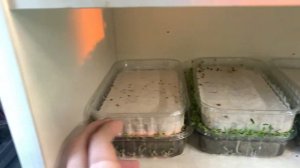 Микрозелень брокколи! Рапини или Калабрезе?! Какие лучше?!