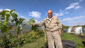 Как защитить виноград от осенних заморозков?