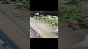 отправка и упаковка посылки с растениями 1 часть