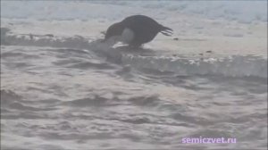 ??? Оляпка ныряет в ледяную реку. Водяной воробей