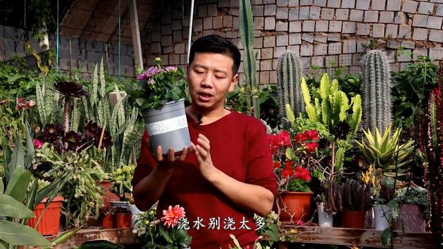 【養養養花花花】小麗花只要這樣養護，花開的又大又艷麗，年年都能重新開花！ смотреть онлайн