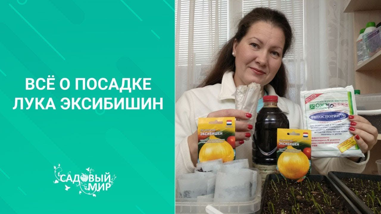 Маленькие секреты громадного лука. Как в феврале посадить Эксибишен из семян. Делимся опытом. смотреть онлайн