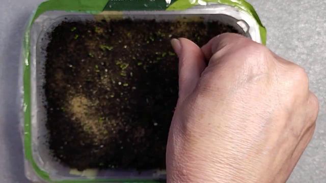 Земляника на рассаду 14 день #рассадаземляники смотреть онлайн