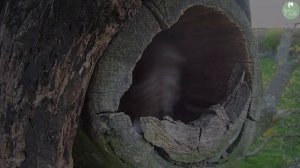 Barn Owl v Kestrel v Tawny Owl - Battle Over Territory | Gylfie & Finn | Robert E Fuller